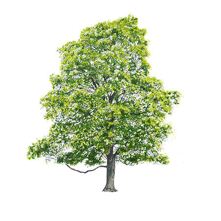 TREE SUMMER - Painting.