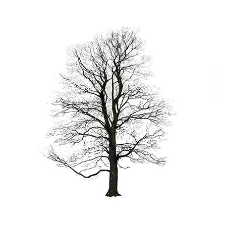 TREE WINTER - Painting.