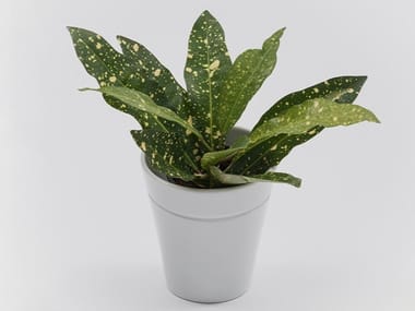 WINDOW GARDEN VASE - Porcelain vase for hydroponic cultivation (Request Info).