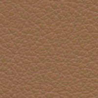 Butternut (VP558)