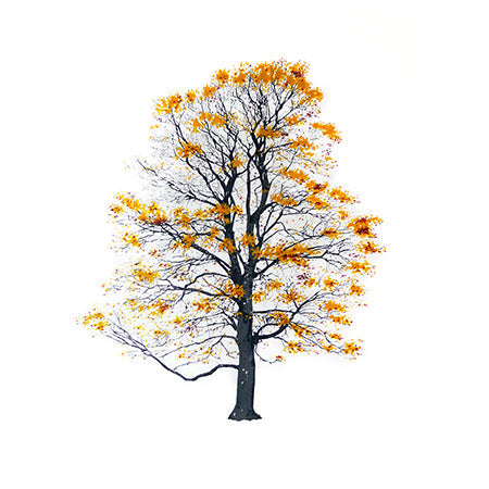 TREE AUTUMN - Painting.