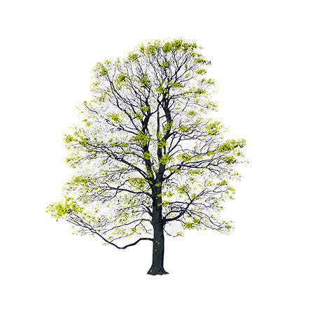 TREE SPRING - Painting.